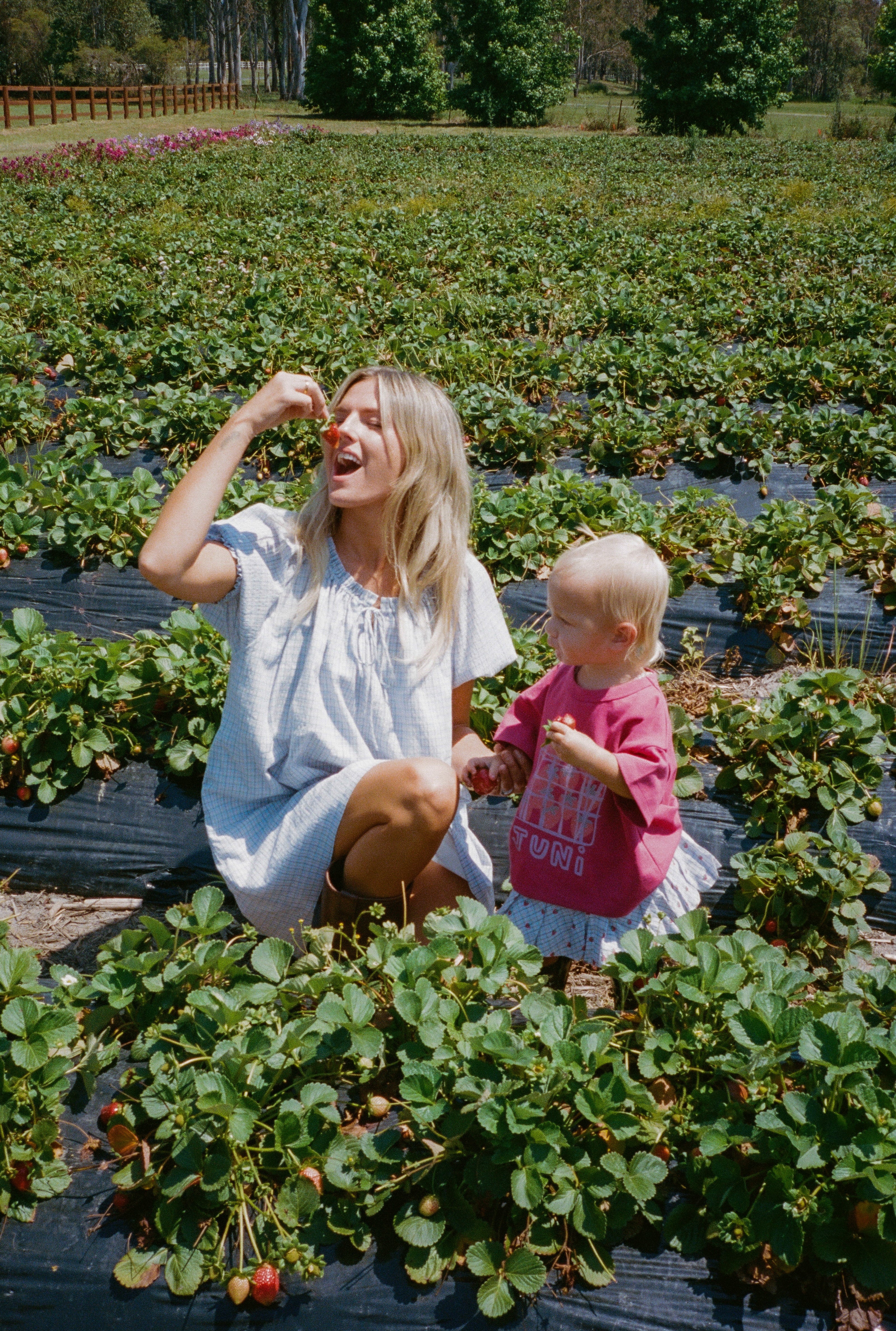Punnet Tee - Berry - Image 3
