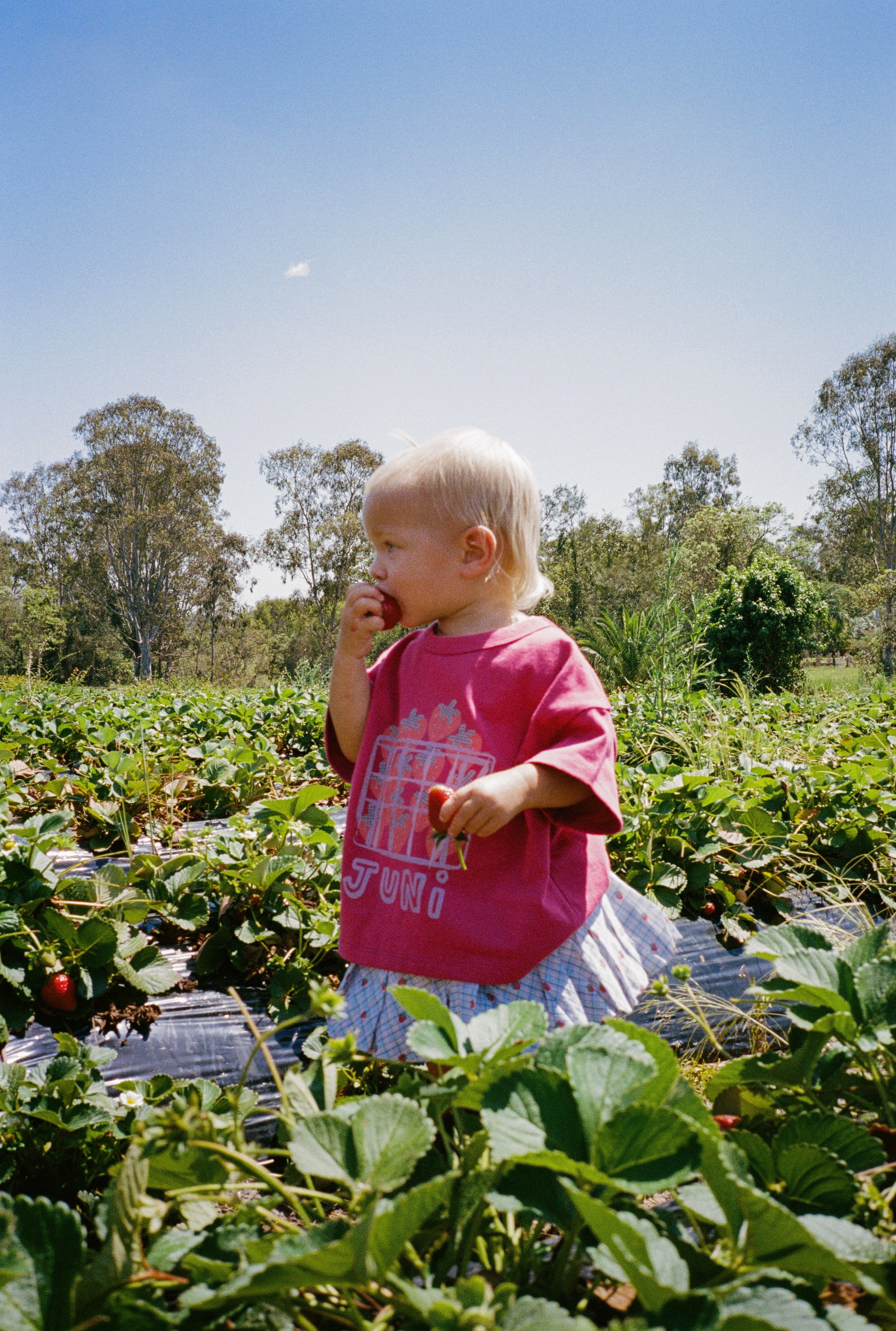 Punnet Tee - Berry - Image 4